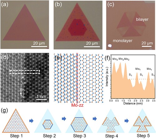 Figure 2. Layer-controlled growth of V-MoS2. (a) Typical monolayer V-MoS2 flake. (b) Bilayer V-MoS2 flake with a hexagonal top layer. (c) Bilayer V-MoS2 flake with a three-bladed top layer. (d) HAADF-STEM image to show one edge of the hexagonal top layer, (e) the corresponding atomic structure, and (f) the corresponding Z-contrast intensity profile of the marked region in (d). (g) Schematic to show the growth process of the bilayer V-MoS2 flake. The blue line and yellow line correspond to the Mo-zz and S-zz edges, respectively.