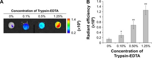 Figure 3 Binding efficacy of MabCII-targeted nanosomes to damage cartilage.Notes: (A) Pig cartilage explants show the binding specificity of the nanosomes according to the severity of damage using IVIS. The explants were treated with different concentrations (0, 0.1, 0.5, and 1.25%) of Trypsin-EDTA. (B) ROI quantification was performed to measure the binding of fluorescent nanosomes (*P<0.05 and **P<0.01).Abbreviations: IVIS, in vivo imaging system; MabCII, monoclonal anti-type II collagen antibodies; ROI, region of interest.