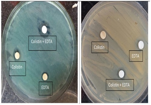 Figure 2 Phenotypic detection for mcr positive isolates by combined disc diffusion test (CDT). (A): mcr-1 positive strain showed an increase in the zone diameter of discs with colistin and EDTA ≥ 3mm in comparison to colistin alone. (B): mcr-1 negative isolate showed slight change (1 mm) in the inhibition zone diameter of colistin and EDTA disc in comparison to colistin alone.