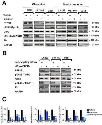 FIG 6 PTP1B reduced activity negatively affects Cdk3/Rb/E2F signaling in human GB cells. (A) The activities of Cdk3 and Rb in GB cells treated with vehicle, claramine 2 µM or trodusquemine 2 µM were assessed by immunoblot using total and phospho-specific antibodies. (B) The activities of Cdk3 and Rb in GB cells transfected with siRNAs targeting PTP1B were assessed by immunoblot using total and phospho-specific antibodies. (C) The expression levels of the E2F target genes: Cdk1, Cyclin A, and Cyclin E1 were assessed by RT-qPCR. All data were normalized to control GAPDH. Fold changes were calculated using the ΔCt method (2-ΔΔCt). Data are representative of three independent experiments.