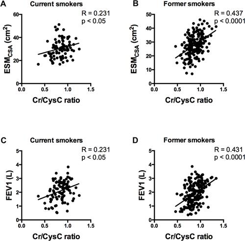Figure 9 The upper figures show correlation analyses between the serum Cr/CysC ratio and ESMCSA in current smokers (A) and former smokers (B). The lower figures show the correlation analyses between the serum Cr/CysC ratio and the FEV1 value in current smokers (C) and former smokers (D). There are stronger correlations between the Cr/CysC ratio and both ESMCSA and the FEV1 value in former smokers than in current smokers.