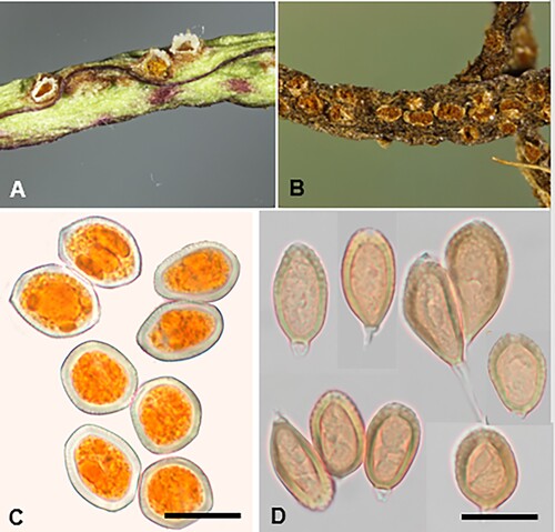 Figure 30. Uromyces plantaginis-variae on Plantago lanigera (A) and P. triandra (B): A, B, Aecia. C, Aeciospores. D, Teliospores. Scale bars = 20 μm.
