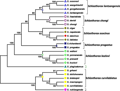 Figure 1. Phylogenetic association of Schizothorax esocinus was constructed by combining 13 protein-coding genes with closely related 23 other Schizothorax species using Mega6 Software. The branches showing the numbers are bootstrap values (represented as %).