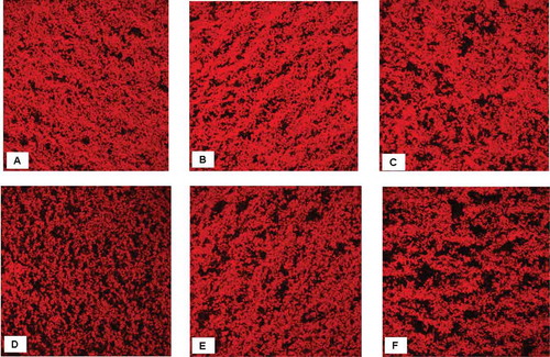 Figure 3. Confocal laser scanning micrographs of non-fat set yogurts prepared using S. thermophilus S3.3 with L. bulgaricus LTM (A, B, and C) or mutant L6 (D, E, and F) at 30, 37, or 42°C, respectively, and then stored for 21 days at 4°C.