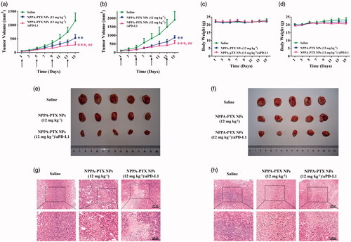 Figure 6. Antitumor activity of NPPA-PTX NPs combined with aPD-L1. 4T1 or CT26 cells were implanted in the mice and randomly grouped when the tumor volume reached 50 ∼ 100 mm3. Then each group was intravenously administered with Saline, NPPA-PTX NPs (12 mg kg−1, q3d × 4) and NPPA-PTX NPs (12 mg kg−1, q3d × 4) combined with aPD-L1 (24 h postinjection, i.p. 100 μg per mouse) at day 1, respectively. Average tumor growth curves of each treatment group in 4T1 (a) or CT26 (b) tumor-bearing mice. (n = 5, mean ± SEM was shown, **p < .01, ***p < .001 compared to the saline group; ##p < .01 compared to the NPPA-PTX NPs 12 mg kg−1 group). Curves showing the body weight change of mice during various treatments in 4T1 (c) or CT26 (d) tumor model. Tumor photograph from 4T1 (e) or CT26 (f) tumor-bearing mice after treatment for 15 days. H&E staining of tumor tissues in 4T1 (g) or CT26 (h) tumor-bearing mice.