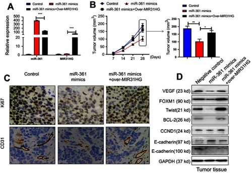 Figure 6 MIR31HG promotes osteosarcoma (OS) growth via miR-361 inhibition in vivo. The mice were sacrificed to terminate the experiment at day 28. (A) The Saos-2 cell line was infected with lentivirus-miR-361 mimics and/or pcDNA3.1-MIR31HG for long time expression. The expressions of miR-361 and MIR31HG in tumor tissues were confirmed by Q-PCR. (B) The tumor volume was calculated every three days apart. (C) The microvessel marker CD31 and proliferation index Ki-67.was determined by immunohistochemistry. (D) The expressions of VEGF, FOXM1, Txis, BCL2, CCND1, E-cadherin and N-cadherin in tumor tissues were determined by Western blot. *P<0.05, **P<0.01, ***P<0.001, data represent the means ± SD.