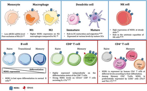 Figure 2. MDR1 expression in innate and adaptive immune cells in human.MDR1 is widely expressed by immune cells from the innate (blue squares) and adaptive (red squares) compartments. MDR1 plays different role in maturation, migration and survival of the different subsets. Interestingly, it is tightly associated to specific CD4+ and CD8+ T lymphocytes subsets expressing CD161 and secreting IL-17A.