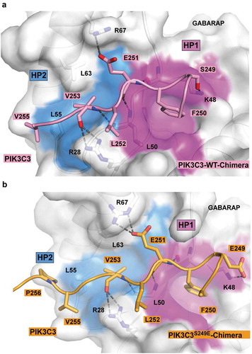 Figure 4. Structure of wild-type and PIK3C3S249E LIR motif bound to GABARAP. (a) Close-up of the chimera structure for the wild-type PIK3C3 LIR motif bound to GABARAP. The LIR of PIK3C3 (amino acids 244–258) is displayed in pink cartoon with the interacting residues shown as sticks. GABARAP is displayed in white cartoon and transparent surface with the hydrophobic pocket 1 and 2 colored in pink and blue surfaces, respectively. (b) Close-up of the chimera structure for PIK3C3S249E LIR motif bound to GABARAP. The LIR of PIK3C3 (amino acids 244–258) containing the phopshomimetic mutation S249E is displayed in orange cartoon with the interacting residues shown as sticks. GABARAP is displayed in white cartoon and transparent surface with the hydrophobic pocket 1 and 2 colored in pink and blue surfaces, respectively.