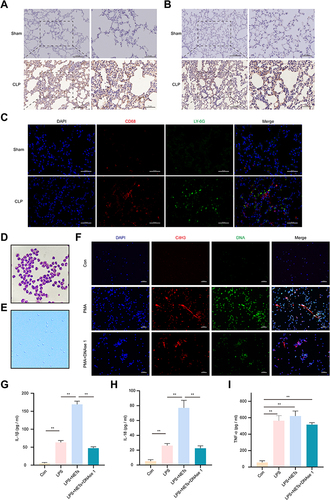 Figure 2 NETs promote the inflammatory response of macrophages. (A and B). Representative immunohistochemistry staining of LY6G-positive neutrophils and CD68-positive macrophages infiltrated the lung tissues in the CLP group. Scale bars, 50 μm and 100 μm. (C). Both neutrophils (Ly6G, green) and macrophages (CD68, red) were detected in the lung sections of the CLP model. Scale bars, 50 μm. (D). The purity of rat peripheral neutrophils was >95%, as determined by Wright–Giemsa staining (magnification, 1000×). (E). Neutrophil viability was detected by trypan blue staining (magnification, 100×). Rat PMNs were stimulated with 100 nmol/L PMA for 4 h to induce NETs formation with or without DNAse 1. (F). The release of NETs was confirmed with SYTOX green and CitH3 staining (red) in each group. Images were obtained by fluorescence microscopy. Scale bar, 50 µm. LPS-pretreated NR8383 cells were stimulated with PBS, NETs, or NETs coincubated with DNase I. (G–I). ELISA was used to assess IL-1β, IL-18, and TNF-α in the supernatant. For all experiments, data are presented as the mean ± SD, one-way ANOVA was used for statistical analysis, **P < 0.01.