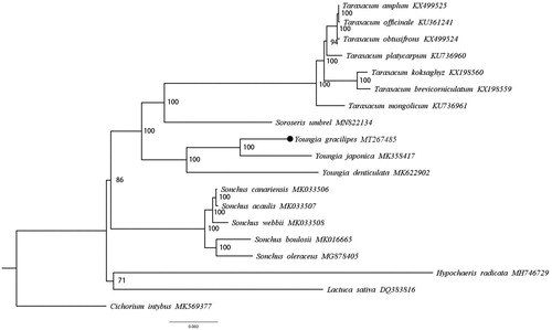 Figure 1. ML phylogenetic tree based on 19 species of Cichorieae. The numbers at the nodes are bootstrap values from 1000 replicates. The black dot indicates Youngia gracilipes.