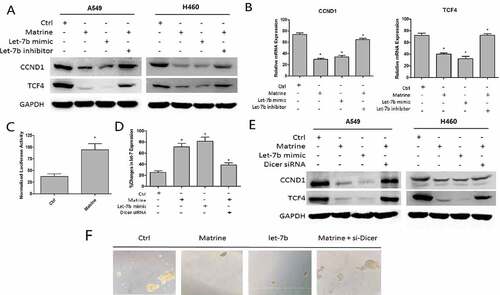 Figure 4. Matrine increased Let-7b level in DICER1-dependent manner