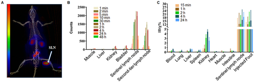 Figure 4 99mTc-ICG-HSA NPs sentinel lymphoscintigraphy analysis. (A) SPECT/CT fusion image of 99mTc-ICG-HSA NPs at 1 h post plantar injection; (B) Radioactivity counts of 99mTc-ICG-HSA NPs in various tissues and organs in vivo at 24 h post-injection. n = 3 in each group; (C) Biodistribution of 99mTc-ICG-HSA NPs in various tissues and organs at 24 h post-injection. n = 3 in each group. The data are shown as mean ± SD.