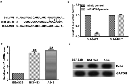 Figure 5. Bcl-2 is a direct target of miR-655-3p.