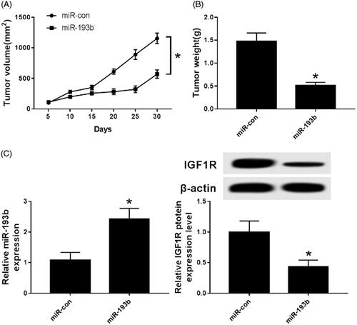 Figure 6. Effect of overexpression of miR-193b on tumourigenic ability of nude mice. (A) The effect of over-expression of miR-193b on the tumourigenic volume of nude mice; (B) the effect of over-expression of miR-193b on the tumourigenic weight of nude mice; (C) the expression of miR-193b in tumourigenic tissue of nude mice; (D) the expression of IGF1R protein in tumourigenic tissue of nude mice; *p < .05.