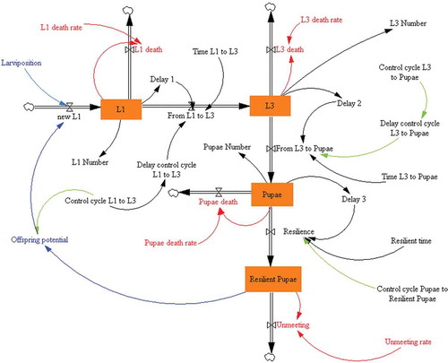Figure 2. A Forrester’s diagram representing the elements of the model together with their relationships. L1: first-instar larvae; L3: third-instar larvae.