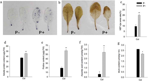 Figure 2. Representative pictures of leaves after NBT (a) or DAB (b) staining. (c-g) quantified data for % area of leaves stained by NBT (c), and the amounts of soluble protein (d), proline (e), ascorbic acid (f), and MDA (g) in the leaves of wild-type seedlings after 12 h of post-thaw recovery period. Quantified data are means of three independent experiments ± SD. Asterisks indicate significant differences compared with the non-inoculated plants (*P < .05, **P < .01, t-test). Black (white) bars: P. indica-(un-)colonized plants.