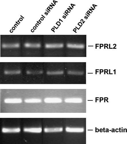 Figure 6.  No change of receptor expression level after siRNA transfection in HT29 cells. After 96 h of post-transfection, RT-PCR products for formyl peptide receptors were visualized with agarose gel electrophoresis in the presence of ethidiumbromide. β-actin (housekeeping gene) was used as an internal control. The results are representative assays from three separate experiments with similar results. See Table I for additional information.