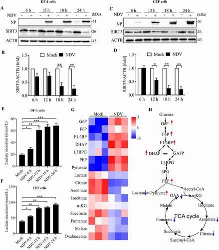 Figure 9. NDV induces SIRT3 degradation and reprogram energy metabolism in avian cells. (A, B, and E) DF-1 Cells were either mock treated or infected by NDV Herts/33 strain at an MOI of 1, whole-cell extracts were prepared from mock-infected and NDV-infected cells at 6, 12, 18, and 24 hpi. SIRT3 and ACTB protein levels were determined by western blot and quantification of SIRT3, NP was used as a maker for virus infection. The lactate levels of DF-1 in the culture medium were determined (E). (C, D, and F) CEF cells were either mock treated or infected by NDV Herts/33 strain at an MOI of 1, whole-cell extracts were prepared from mock-infected and NDV-infected cells at 6, 12, 18, and 24 hpi. SIRT3 and ACTB protein levels were determined by western blot and quantification of SIRT3, NP was used as a maker for virus infection. The lactate levels of CEF in the culture medium were determined (F). (G) Heatmap of energy related metabolites. (H) Schematic of glucose metabolism, red arrow show intermediates were up-regulated and blue arrow show intermediates were down-regulated. Data are mean ± SEM, all data are from three independent experiments, * p < 0.05, ** p < 0.01, *** p < 0.001.