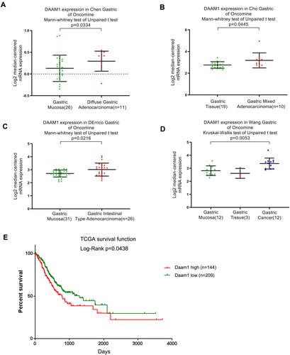 Figure 2 Daam1 expression in GC tissues using analysis from Oncomine and TCGA databases. (A) Analysis of Chen Oncomine dataset suggested that Daam1 mRNA was increased in diffuse gastric adenocarcinoma compared with normal gastric mucosa. (B) Analysis of Cho gastric dataset of Oncomine showed that Daam1 expression was higher in gastric mixed adenocarcinoma compared with gastric tissues. (C) Analysis of DErrico gastric dataset of Oncomine showed that Daam1 expression in gastric intestinal adenocarcinoma was high than that in gastric mucosa. (D) Analysis of the Wang gastric dataset demonstrated that Daam1 showed higher expression in GC tissues compared with gastric tissues. (E) Analysis of TCGA data indicated that patients with higher Daam1 levels tended to have shorter survival compared to those with lower Daam1 levels (p=0.0438).