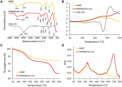 Figure 2 Physicochemical analysis of ceragenin CSA-131, ceragenin-containing nanosystem, MNP@CSA-131 and magnetic nanoparticles MNP. ATR FT-IR spectra of CSA-131 (grey curve), MNP@CSA-131 (red curve) and MNP (yellow curve) (A). Results of DSC, TGA and DTG analyses are presented in (B–D), respectively. TG and DTG data for CSA-131 are enclosed in Supplementary Materials.