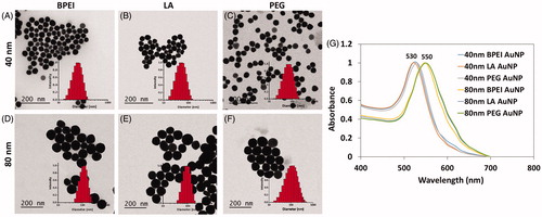 Figure 1. Transmission electron micrographs and corresponding dynamic light scattering data of bare 40 nm (A) BPEI-AuNP, (B) LA-AuNP, (C) PEG-AuNP, and bare 80 nm (D) BPEI-AuNP, (E) LA-AuNP, and (F) PEG-AuNP. (G) UV-Vis spectra showing characteristic surface plasmon resonance absorbance maxima for 40 and 80 nm AuNP at ∼530 and ∼550 nm, respectively. Bare: no corona; BPEI: branched polyethyleneimine; AuNP: gold nanoparticles; LA: lipoic acid; PEG: polyethylene glycol.