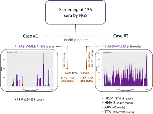 Fig. 1 Sample analysis flowchart.Purple: NGS analyses. Orange: specific HAstV-MLB1 and HAstV-MLB2/MLB2-3 real-time RT-PCR confirmation assays. The number of reads for each specific virus detected by ezVIR is indicated. Read coverage histograms are shown for HAstV-MLB1 and HAstV-MLB2. NGS next-generation sequencing, TTV torque teno virus, HIV-1 human immunodeficiency virus type 1, HHV-8 human herpesvirus 8, AAV adeno-associated virus