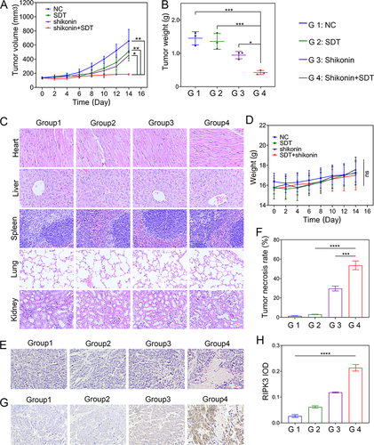 Figure 6 SDT+shikonin inhibits the growth of HepG2 cells in vivo. (A) The curve of tumor volume over time. (B) Quantification of the mean weight of tumors. (C) HE staining of major organ slides of the mice at 14 days (scale bar: 50 μm). (D) Body weight of mice as a function of time. (E) Images of HE-stained tumor tissue sections (scale bar: 50 μm). (F) Quantitative statistics of tumor necrosis percentage in different treatment groups. (G) Immunohistochemical analysis of RIPK3 expression in tumor tissues (scale bar: 50 μm). (H) The statistical results of the IOD/Area of RIPK3. *p < 0.05, **p < 0.01, ***p < 0.001, ****p < 0.0001.