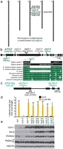 Figure 4. Novel atg2 and atg18a alleles recovered as lon2 suppressors. (a) The L60 suppressor was backcrossed to the original lon2-2 line, and genomic DNA from pooled IBA-sensitive F2 seedlings was sequenced and analyzed as in the legend to Figure 1(d). (b) ATG2 gene diagram with boxes and lines representing protein-coding regions and introns, respectively. The positions of new atg2 mutations identified as lon2 suppressors are shown in green, previously described EMS-derived lon2 suppressors [Citation48] are in gray, and a T-DNA insertion allele [Citation64] is indicated by a triangle. The partial alignment shows predicted Brassicaceae ATG2 proteins, including 2 A. thaliana ATG2 splice variants predicted by the latest genome annotation (Araport 11); the alternative ATG2 splice variant is interrupted by the atg2-6 mutation. aa, amino acids. (c) ATG18a gene diagram showing atg18a mutations identified as lon2 suppressors (teal) and a previously described T-DNA insertion allele [Citation65] (triangle). (d) Lateral root density of 8-day-old wild type (WT), lon2-2, atg2-4, lon2-2 atg2, and lon2-2 atg18a seedlings grown without or with IBA. Error bars show standard deviations (n = 8). Statistically significant (P < 0.0001) differences determined by one-way ANOVA are depicted by different letters above the bars. (e) Extracts from 6-day-old seedlings were processed for immunoblotting with antibodies to the indicated proteins.