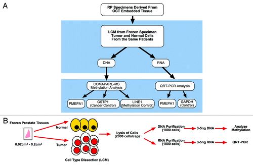 Figure 6. (A) Flowchart of DNA methylation and quantitative gene expression analysis in prostate tumor specimens. (B) LCM, determination of methylation by combination of methylated DNA precipitation and methylation-sensitive restriction cleavage (COMPARE-MS), and quantitative gene expression analyses.