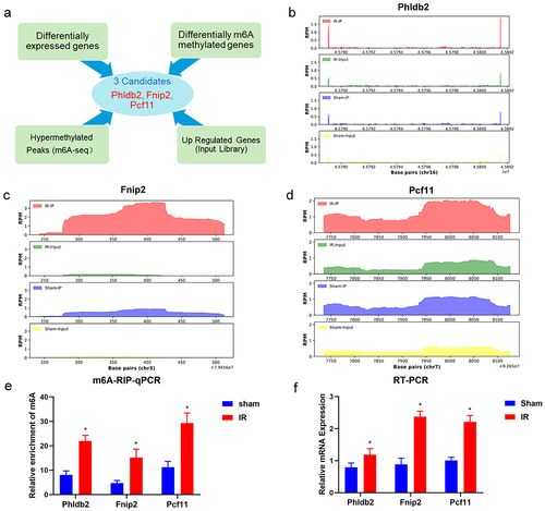 Figure 6. Analysis of differential mRnas with differentially methylated m6A peaks. (a) Screening strategy of m6A-regulated target genes (Phldb2, Fnip2, and Pcf11). (b-d) the m6A abundances on mRNA transcripts and location of the chromosome as detected were plotted by MeRIP-seq. (e) MeRIP-Qpcr validation of m6A-regulated genes (Phldb2, Fnip2, and Pcf11) between the IR and sham groups. (f) the mRNA levels of Phldb2, Fnip2, and Pcf11 by real-time qRT‒PCR. *p < 0.05. Data are shown as the mean ± SD of three independent experiments performed in triplicate.