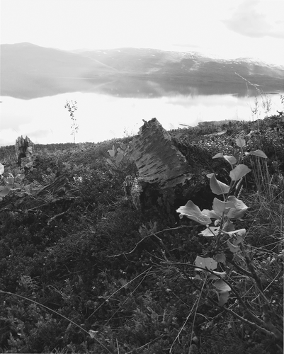 Figure 7 Both sexual and asexual regeneration in subalpine aspen were facilitated by moth disturbance to the birch forest. Here, a young and fast-growing aspen individual can be seen in the vicinity of some dead birch stumps in an open, formerly forested landscape. A severe outbreak by the winter moth (O. brumata) during 1964–1965 killed the majority of the monocormic birch trees in this forest area and little or no recovery has occurred since that time. Ongoing aspen dynamics will likely be determined by future frequencies and scales of such events. Photo: area N1, northern side of Lake Torneträsk, subarctic Sweden, 1 September 2007.