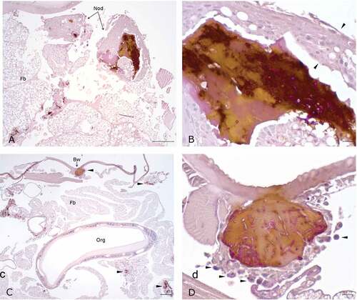 Figure 9. Histopathology of G. mellonella infected with P. pannorum and kept at 15°C. A. Large granuloma-like hemocyte nodules (Nod) with prominent melanin deposition in the hemocoel cavity (10x; scale 100 µm). B. Higher magnification of granuloma-like nodule. Note thick capsule of round-to-spindle cells (arrow heads) surrounding PAS-positive fungal elements and prominent melanin deposits (50x; scale 10 µm). C. Overview of hemocoel cavity depicting numerous melanized granuloma-like nodules (arrow heads), including in the body wall (Bw) (5x; scale 100 µm). D. Higher magnification of granuloma-like nodule expanding in the body wall. Note prominent PAS-positive hyphae and conidia eliciting melanization and infiltration of hemocytes (arrow heads) (50x; scale 10 µm).
