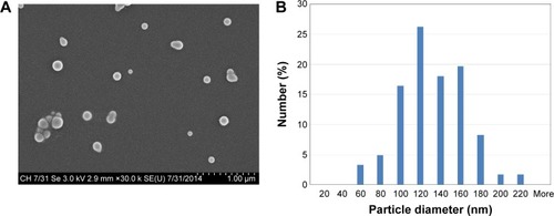 Figure 2 SEM image and size distribution of rSeNPs.Notes: (A) SEM image of rSeNPs. (B) Size distribution of rSeNPs as determined by ImageJ (National Institutes of Health, Bethesda, MD, USA).Abbreviations: SEM, scanning electron microscopy; rSeNPs, red-allotrope selenium nanoparticles.