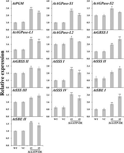 Figure 6. Transcript levels of starch biosynthesis genes in the leaves of WT and transgenic plants.