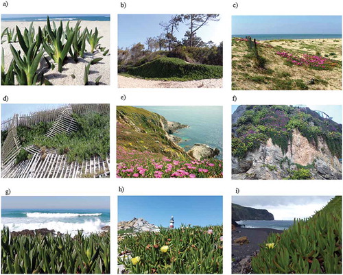 Figure 4. Coastal areas invaded by Carpobrotus at the Iberian Peninsula (a, b, d, f, g, h), Italy (c), France (e), and Azores (i); (a-d) show the species at sand dunes ecosystems; (e-f) at cliffs; (g-i) at rocky coastal habitats.
