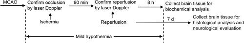 Figure 1 Study protocol. Murine model of IS was established by tMCAO. Ischemia and reperfusion were confirmed by laser Doppler.