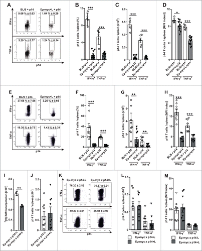 Figure 3. Dysfunctional p14 CTLs from lymphoma-bearing mice regain effector function after adoptive transfer into healthy recipient mice. (A-D) 1 × 106 congenic CD45.1+ p14 T cells were adoptively transferred into lymphoma-bearing Eµ-myc or BL/6 mice (n = 5–8 mice/group). Mice were immunized twice with 2 × 105 H8-DCs (day 0 and day 2). (A, B) Frequency, (C) total numbers and (D) MFI index of IFN-γ− and TNF-α-producing p14 CTLs in the spleen 6 d after immunisation. (E-H) 1 × 106 p14 CTLs were adoptively transferred into Eµ-myc+L or BL/6 mice (n = 9 mice/group). 18 h later p14 CTLs were activated with 1 × 104 pfu LCMV. (E, F) Frequency, (G) total number and (H) MFI index of IFN-γ and TNF-α-producing p14 CTLs in the spleen after re-stimulation in vitro with gp33. One representative dot plot out of 4–5 is depicted. (I) MACS-purified p14 CTLs from Eµ-myc x p14-L and +L mice were isolated and re-stimulated in vitro with gp33-pulsed irradiated splenocytes for 72 h and 3[H]-TdR incorporation of p14 CTLs was measured. (J-M) 1 × 106 MACS-purified p14 CTLs from Eµ-myc x p14-L and +L mice were adoptively transferred i.v. in naive BL/6 recipients and activated 18 h later with 1 × 104 pfu LCMV i.v.. (J) Total number, (K) frequencies (L) absolute numbers and (M) MFI index of IFN-γ and TNF-α producing p14 CTLs after re-stimulation with gp33 in vitro were assessed in the spleen 6 d after LCMV infection (n = 9 mice/group). For A, E, and K one representative dot plot out of 5 or 9 is depicted and frequencies are displayed as mean ± SEM (n = 5 (A); n = 9 (E, K) mice/group). Expression values for D, (H) and, M are displayed as MFI index ( = intensity of expression in cytokine positive / cytokine negative cells). Data are displayed as mean ± SEM. Statistics: Student's t test. *p < 0.05, **p < 0.01, ***p < 0.0001.