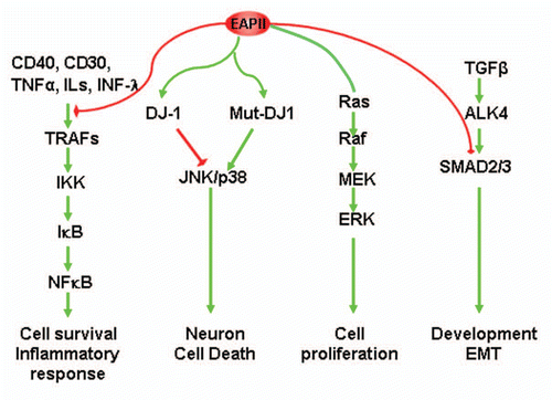 Figure 3 Model of EAPII-mediated signal transduction: (1) EAPII negatively modulates TNFα signaling; (2) EAPII facilitates or represses the JNK-mediated apoptosis pathway, depending on the genotype of DJ-1 protein; (3) EAPII activates MAPK-ERK signaling; and (4) EAPII negatively modulates Nodal signaling through Smad3 association.