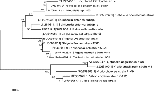 Figure 5. Molecular phylogenetic tree constructed using the 16S rRNA gene sequence of various waterborne bacteria found homologous in the blastx search of the studied bacterial pathogenic strains.