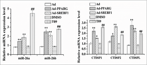Figure 2. Induction of miR-26a/b and host genes expression by transcription factors. Cells were treated with Ad-PPARG/Ad-SREBF1 and T0901317 (T09), and then the miR-26a/b and their host genes expression levels was quantified by quantitative real-time PCR. Each treatment was carried out in triplicate and repeated 3 times (n = 9). Values are presented as mean ± SEM; *P < 0.05, **P < 0.01 vs Ad, #P < 0.05, ##P < 0.01 vs DMSO.