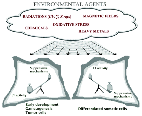 Figure 1. L1 activity is generally suppressed in normal differentiated somatic cells, while it sometimes occurs in some specific cells during early development, as well as in some tumor cells. Environmental agents can interfere with L1 activity control and the result could depend on cell condition and history.