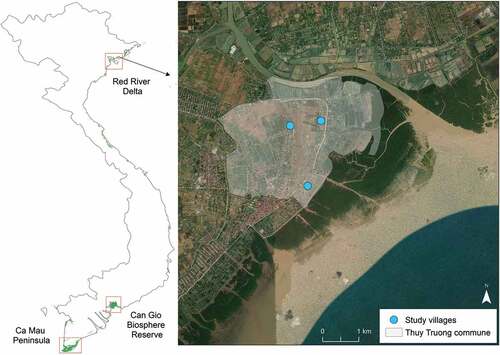 Figure 1. Thuy Truong commune is located in the north of the Red River Delta, one of three important mangrove areas in Vietnam (identified in red boxes – modified from Veettil et al. Citation2019). Mangrove data derived from Hamilton and Casey (Citation2016). Image sources (acquired December 2019): Esri, DigitalGlobe, GeoEye, earthstar geographics, CNES/Airbus DS, USGS, AeroGRID, IGN, and the GIS user community.