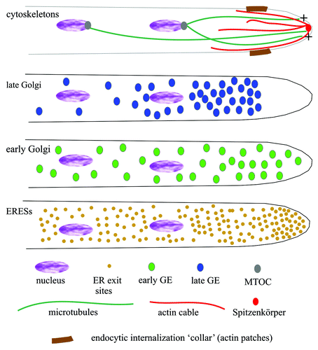 Figure 3. Schematic representations of the subcellular organization of key components of the A. nidulans secretory pathway. The four cartoons display the distribution of different cytoskeletal structures and compartments involved in secretion. The plus-ends of MTs (dark green) arising from the spindle pole bodies reach the tip. The Spitzenkörper located under the apical plasma membrane contains vesicles awaiting fusion with the plasma membrane and appears to be the place from which actin cables (red) radiate. The position of the subapical endocytic ring where actin patches predominate is indicated in brown. Late Golgi elements are strongly polarized and excluded from the tip region. Early Golgi elements (as labeled with Sed5 t-SNARE) and ERESs (as labeled with Sec23) are less polarized and invade the tip region. ERESs are very abundant and more numerous than early Golgi elements.