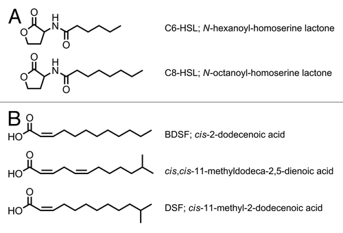 Figure 1. The different QS molecules produced by Bcc species. (A) Signaling molecules in AHL-based QS. (B) Signaling molecules in DSF family-based QS.