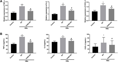 Figure 6 Inflammation caused by HBx is improved in PAR2-KO mice (n = 8 in each group). (A) The mRNA expression of TNF-α, IL-6, and CXCL-2 in liver tissues of PAR2-KO mice was detected by qRT-PCR. (B) The protein level of TNF-α, IL-6, and CXCL-2 in liver tissues of PAR2-KO mice was measured by ELISA. *P < 0.05 vs the control mice group. #P < 0.05 vs the WT mice + pcDNA3.1-HBx group.
