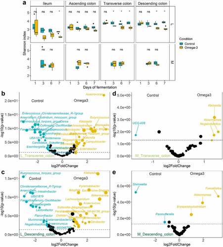 Figure 2. Contrasting response to ω-3 supplementation between luminal/mucus-associated microbiota in the M-SHIME®. (a) Evolution of Shannon diversity index following a 1-week control versus 1-week ω-3 supplementation across the successive gut habitats/niches (n = 4 replicates). * represent the p < .05 significant differences with control based on Wilcoxon Rank Sum tests with Holm’s correction (α = .05). (b-e) Volcano plots indicating the genera significantly enriched by the ω-3 supplementation in the transverse (b and d) and descending (c and e) gut habitats of the luminal and mucosa-associated (m) niches of the M-SHIME®. A positive log2 fold-change indicates a stimulation of the genus under the ω-3 supplementation period (in Orange) while a negative log2 fold-change indicates a decrease of the genera compared to the control period (in blue), as determined by Deseq2 analysis. Statistical differences between the control and ω-3 PUFA supplementation across gut habitats were determined using a Wald Test. The log transformed adjusted p-value is displayed on the y-axis and the α = .05 significance level is indicated by a dashed line.