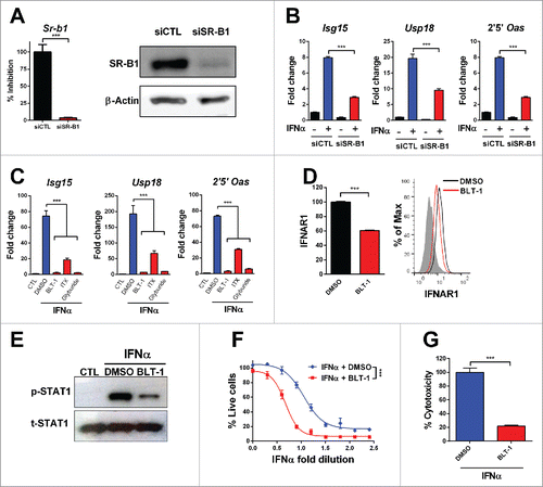 Figure 5. Inhibition of SR-B1 impairs IFNα function. L929 cells were transfected with siRNA targeting SR-B1 (siSR-B1) or control scrambled siRNA (siCTL) for 48 h. (A) SR-B1 mRNA was determined by quantitative real time PCR. Data are expressed as mean + SEM. (t-test. ***p < 0.001). Total SR-B1 protein was detected by immunoblot and β-actin is shown as loading control. (B) The silenced cells were stimulated with IFNα (200 U/mL) for 2 h. Then, ISGs expression was determined using quantitative real time PCR. mRNA levels were normalized to Rplpo. (C) Quantitative real time PCR analysis of ISGs expression after 3 h of stimulation with IFNα (200 U/mL) in L929 cells pretreated for 1 h with BLT1 (15 µM), ITX-5061 (30 µM) and Glyburide (500 µM). (D) Flow cytometry analysis of the IFNα receptor 1 (IFNAR1) in L929 cells treated with BLT-1 (15 µM) for 3 h. Normalized geometric mean of three samples (left panel) and representative histogram (right panel). Data are expressed as mean + SEM (E) Phosphorylated STAT1 and total STAT1 protein determined by immunoblotting in L929 cells stimulated with IFNα (1500 U/mL) for 30 min after incubation of BLT-1 (15 µM) or DMSO for 1 h. (F) Cytopathic effect reduction assay in mouse L929 cells pretreated overnight with 2-fold serial dilutions of IFNα starting from 125 U/mL in the presence or absence of BLT-1 (15 µM). Cells viability was quantified 24 h after EMCV infection (Extra sum-of-squares F test ***p < 0.001). (G) Cytotoxicity assay in mouse L929 incubated for 3 d with IFNα (1500 U/mL) in the presence or absence of BLT-1 (15 µM). (t-test or one way ANOVA, followed by the Dunnett's Multiple comparison test. *p < 0.05, **p < 0.01, ***p < 0.001).