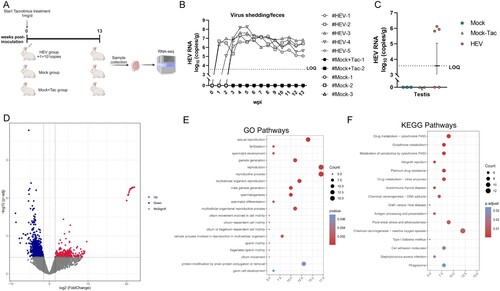 Figure 5. Intratesticular transcriptome analysis of tacrolimus-treated rabbits with chronic HEV3 infection. (A) Experimental scheme of the establishment of chronic HEV3 infection in rabbits. Rabbits in HEV and Mock + Tac groups were administrated orally with tacrolimus (1 mg/d per rabbit) starting from inoculation. (B) Quantification of HEV RNA by RT-qPCR in fecal samples of rabbits in each group. (C) Quantification of HEV RNA by RT-qPCR in testicular tissues collected from rabbits in each group at 13 weeks post-inoculation. (D) Comparison of gene expressions in HEV RNA-positive testis tissues (n = 3) from the chronic HEV3 infection group versus testis tissues (n = 2) from Mock + Tac group by volcano plot. Benjamini-Hochberg (BH)-corrected p-value (p adjust) < 0.05 and |log2 Fold Change| > 1. (E) Dot plot visualization of enriched GO terms in significant down-regulation genes. The color of the dots represents the BH-corrected p-value (p adjust) for each enriched Gene Ontology (GO) term, and the size represents the number of enriched genes. The rich factor represents the ratio of the number of genes enriched in the GO term to the annotation genes in the background. p adjust < 0.05 was considered significant. Pathways are shown and ordered according to significance. (F) KEGG enrichment pathway analysis of upregulated DEGs. Significantly enriched pathways in HEV RNA-positive testis tissues (n = 3) from the chronic HEV3 infection group versus testis tissues (n = 2) from the Mock + Tac group. p adjust < 0.05 was considered significant. Pathways are ordered according to significance.