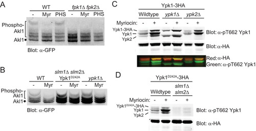 FIG 3 Sphingolipids stimulate Fpk1 function by a mechanism distinct from alleviation of TORC2-Ypk1-mediated inhibition. (A) A wild-type strain (BY4741) and an isogenic fpk1Δ fpk2Δ mutant (YFR205) expressing from the GAL1 promoter GFP-Akl1(pDD0938) were grown to mid-exponential phase, and expression was induced with galactose. After 1 h of induction, cells were treated with a vector (−), 1.25 μM myriocin (Myr), or 10 μM phytosphingosine (PHS) for 2 additional hours. The cells were then lysed and analyzed as for Fig. 2E. (B) Same as in panel A, except with WT cells, slm1Δ slm2Δ cells expressing Ypk1D242A (YFR381), and ypk1Δ cells. (C) Anti-Ypk1 phospho-T662 antibodies recognize the TORC2-phosphorylated forms of endogenous Ypk1 and Ypk2 and plasmid-expressed Ypk1-3×HA. Wild-type (BY4741) or otherwise isogenic ypk1Δ or ypk2Δ cells expressing Ypk1-3×HA (pPL215) were grown to mid-exponential phase and then treated with either a vehicle (methanol) or 1.25 μM myriocin for 2 h to induce TORC2 activation prior to harvesting. Whole-cell extracts were prepared, resolved by Phos-tag SDS-PAGE, and analyzed by immunoblotting with anti-Ypk1 phospho-T662 antibodies and anti-HA.11 epitope antibody. (D) Same as in panel C except that wild-type (BY4741) or slm1Δ slm2Δ (yKL28) cells expressing Ypk1(D242A)-3×HA (pKL27) were used.