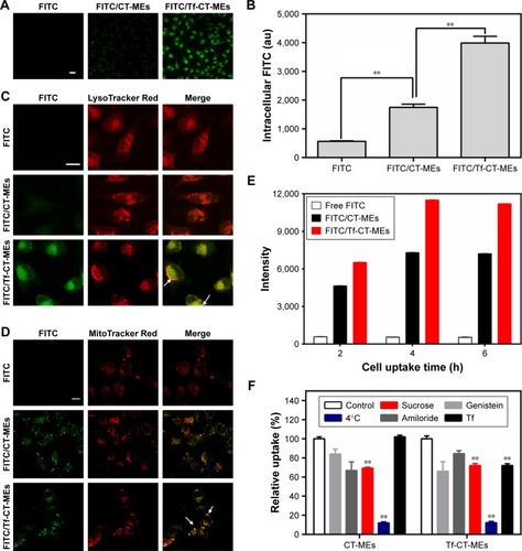 Figure 2 (A) Fluorescence images of HeLa cells treated with various formulations. Scale bar: 50 µm. (B) Quantitation of intracellular green fluorescence intensity measured using flow cytometry (n=3). **P<0.01. Intracellular delivery of CT-MEs and Tf-CT-MEs within HeLa cells observed using CLSM. The arrows represent Tf-CT-MEs entrapped in the (C) endo/lysosomes and (D) mitochondria. Scale bar: 25 µm. (E) Uptake kinetics study. Quantitation of intracellular green fluorescence intensity measured using flow cytometry (n=3). (F) Relative uptake efficiency of CT-MEs and Tf-CT-MEs after pretreating HeLa cells with different endocytosis inhibitors (n=3). **P<0.01.Abbreviations: CLSM, confocal laser scanning microscopy; CT-MEs, tripterine-loaded coix seed oil microemulsion; FITC, fluorescein isothiocyanate; FITC/CT-MEs, FITC-loaded coix seed oil microemulsion; FITC/Tf-CT-MEs, FITC-loaded transferrin-modified coix seed oil microemulsion; Tf, transferrin; Tf-CT-MEs, transferrin-modified tripterine-loaded coix seed oil microemulsion.